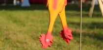 gummihuhngolf-gummihuehner