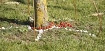 land-art-workshop-baum