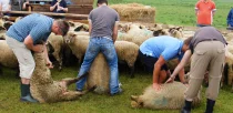 schaf-coaching-klauenschneiden