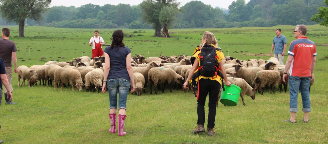 schaf-coaching-team