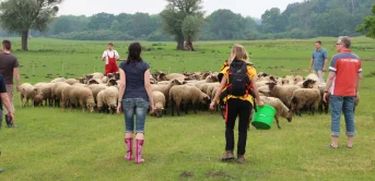 schaf-coaching-team