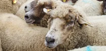 schaf-coaching-tiere