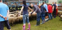 schaf-coaching-trennen